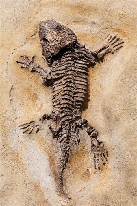 fossil examples